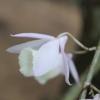 Dendrobium aphyllum (Roxb.) C.E.C.Fisch.